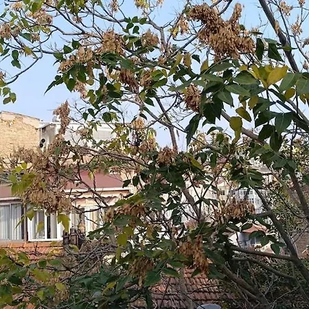 Gunes Hause
